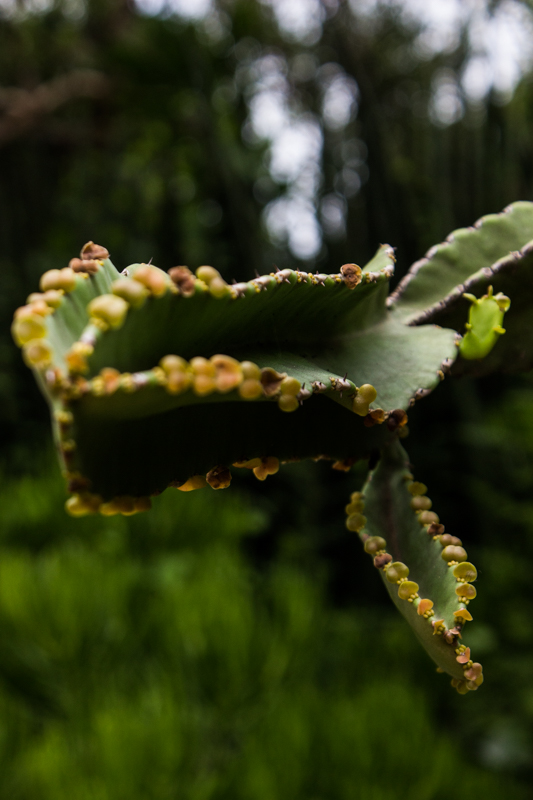 Euphorbia, Durban Botanic Gardens